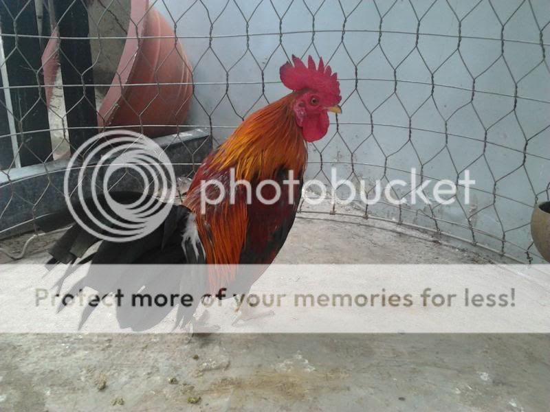 Bán 2 Gà Tre tơ giá dể chơi ! - 1