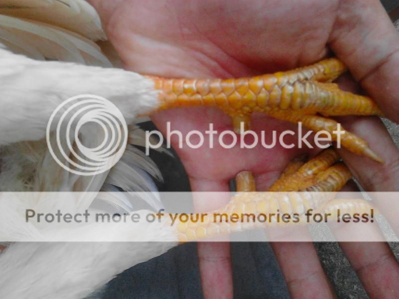 Gà Tre Đồng Nai Giá BD - 2