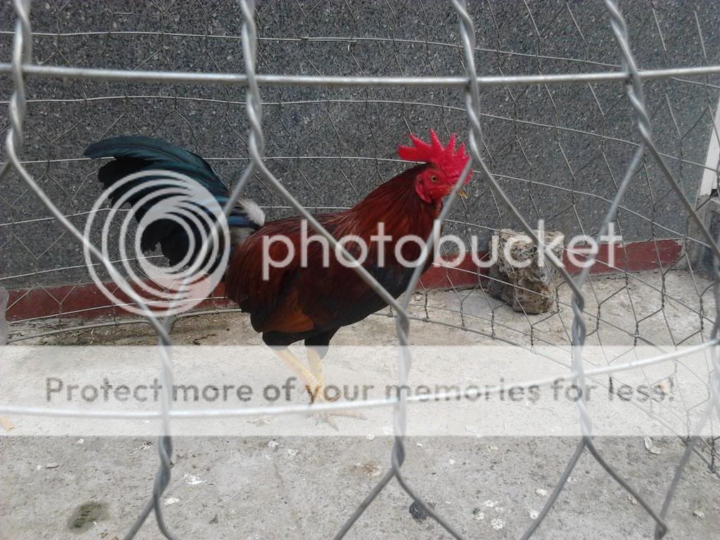 Bán 2 Gà Tre tơ giá dể chơi ! - 5