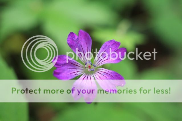 IMAGE: http://i382.photobucket.com/albums/oo268/macvisual/0037_original.jpg