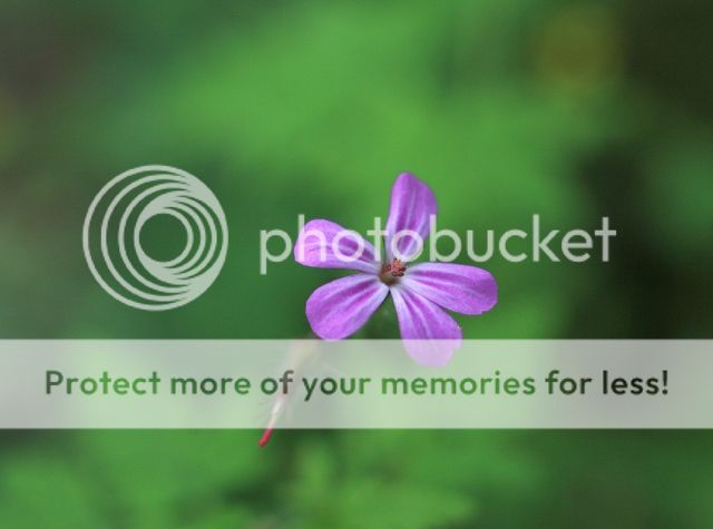 IMAGE: http://i382.photobucket.com/albums/oo268/macvisual/0043_original.jpg