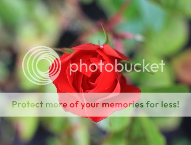 IMAGE: http://i382.photobucket.com/albums/oo268/macvisual/0362_original.jpg