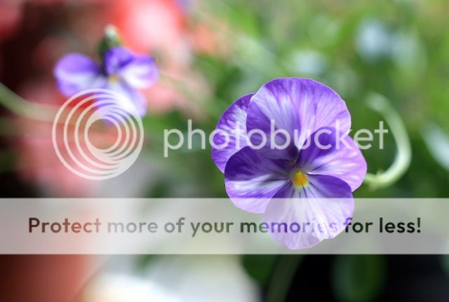 IMAGE: http://i382.photobucket.com/albums/oo268/macvisual/0453_original.jpg