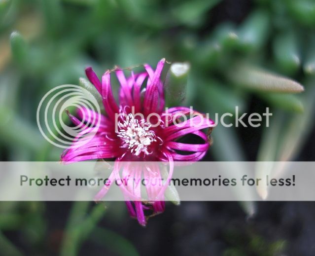 IMAGE: http://i382.photobucket.com/albums/oo268/macvisual/1150_original.jpg