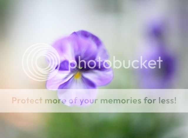 IMAGE: http://i382.photobucket.com/albums/oo268/macvisual/9001_original.jpg