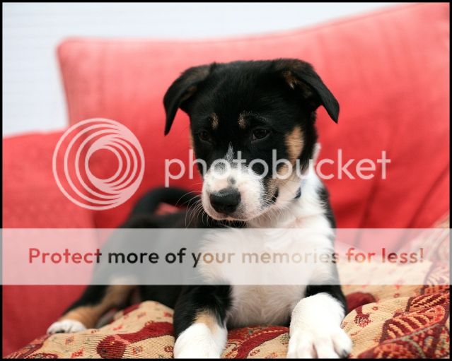 IMAGE: http://i382.photobucket.com/albums/oo268/macvisual/9087_dog2.jpg