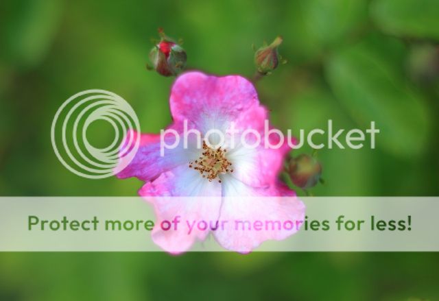 IMAGE: http://i382.photobucket.com/albums/oo268/macvisual/9428_original_.jpg