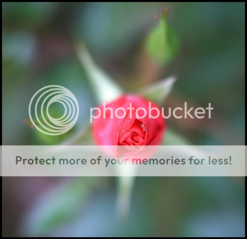 IMAGE: http://i382.photobucket.com/albums/oo268/macvisual/9850_original_1_zpsdfaf8915.jpg