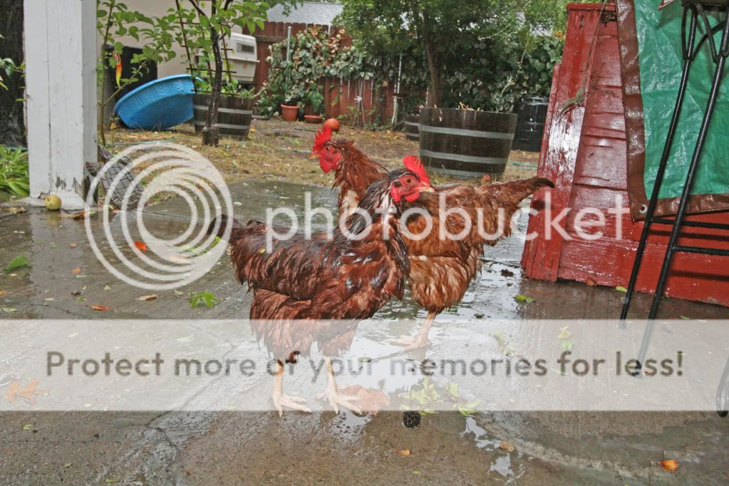Wet Chickens The Bad Egg