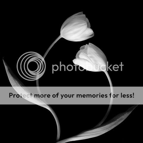 cveceq.jpg lale image by Igra_snovima